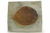 Large, Paleocene Fossil Leaf (Davidia) - Montana #377953-1